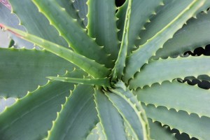 aloe-vera-678040_960_720